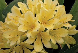 'Good Hope' Clivia