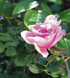 Julian's Wild Rose