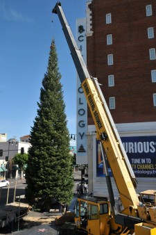  65-foot white fir tree