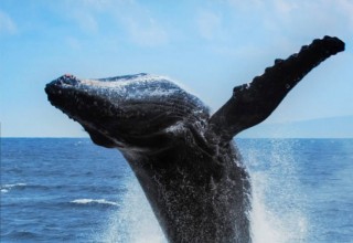  Humpback Whales