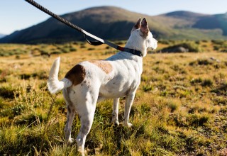 MAGDOG Collar & Leash