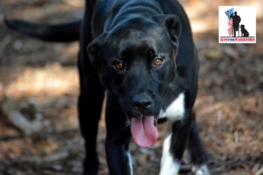 Lt. Dennis W. Zilinski II Memorial Fund Provides Service Dog "Bailey" to Wounded Warrior Jose