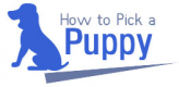 How To Pick A Puppy