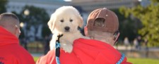 SDWR Golden Retriever Puppy