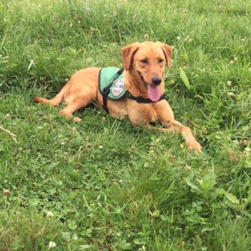 Service Dogs by Warren Retrievers Delivers Diabetic Alert Service Dog to Child in Rockwell, NC