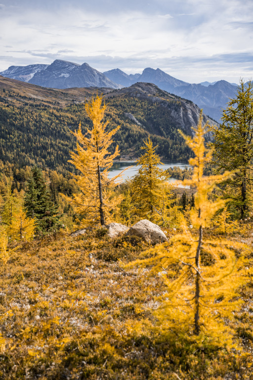 Experience Alberta's Larch Season at the Banff Sunshine Meadows