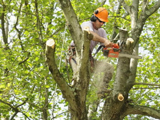 Tree Service Houston Invites Homeowners to Take Care of Trees Before Winter