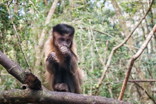 Patty the Miraculous Capuchin Monkey Celebrates 37th Birthday With a Grand Party at the Alpha Genesis Primate Center