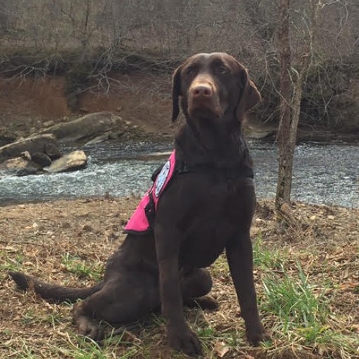 Service Dogs by Warren Retrievers Delivers Diabetic Alert Dog to Transylvania LA