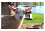 Gilbertsville Farmhouse - Goat Yoga