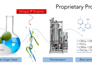 Biosynthesis of Cannabinoids