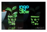 Ingo Glow