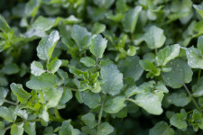 Watercress