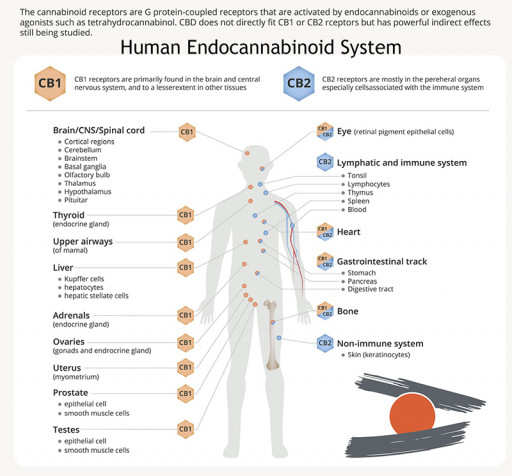 OMNI Medical Services Announces Strategic Partnership With Endocanna Health Inc. DNA Testing Services