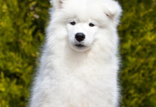 Teresa Heaver, Kabeara Samoyeds, Kabeara Kennels, Teresa Heaver Lockport, Illinois