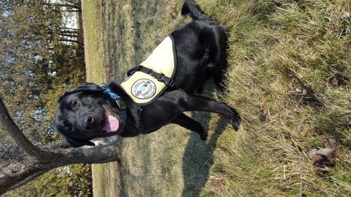 Service Dogs by Warren Retrievers Delivers Diabetic Alert  Service Dog to Child in Eliot Maine