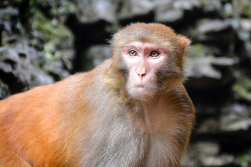 Alpha Genesis Primate Center Joins Coronavirus Battle