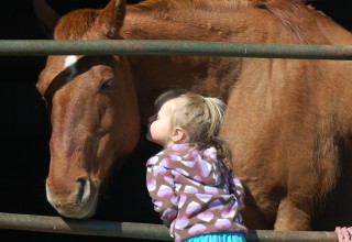 Sonny - Therapy Horse