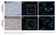 Recombinant Monoclonal Iba1 Antibody [HL22]