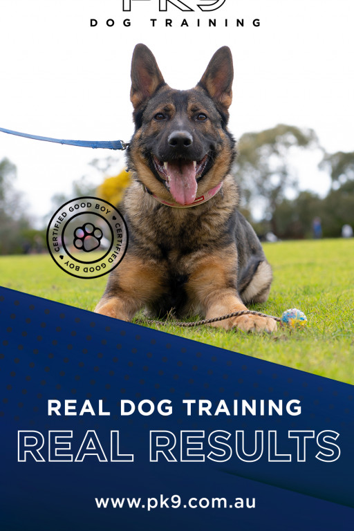 Positive K9 Training Launches VIP Dog Training for Personalised Canine Excellence