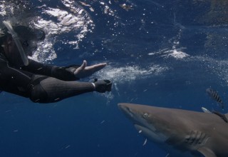 Oceanic Whitetip Shark