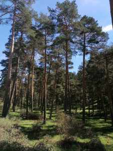 Los bosques gestionados de forma sostenible son el mejor activo de que dispone la naturaleza para ay