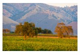 Zaca Mesa Syrah Vineyard