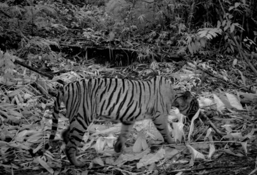 Saving the Malayan Tiger Will Require Global Support