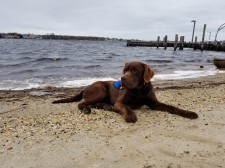 Moose, Ryan's Autism Service Dog