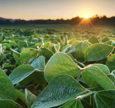 The Jacobsen, Organic Hedging