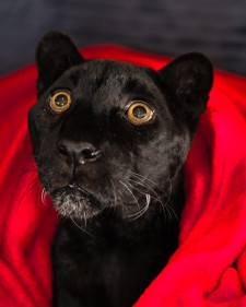 Raven the black leopard