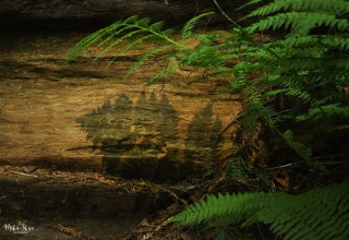 Fern Shadows