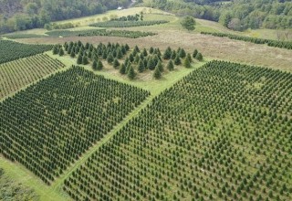 Christmas Tree Inventory Reaches Critical Low Levels 