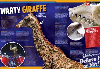 Warty Giraffe