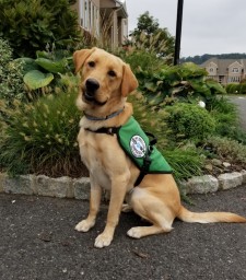 Brawny, a Diabetic Alert Service Dog