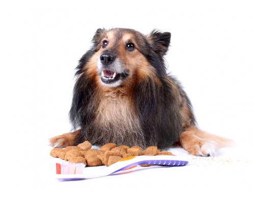 Dental Care is Important for All Family Members, Including the Fuzzy Ones