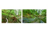 Large Tree Damage - Large Tree Removals