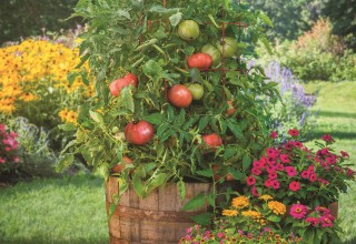 'Atlas' Hybrid Tomato