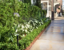 New Orleans Landscape 