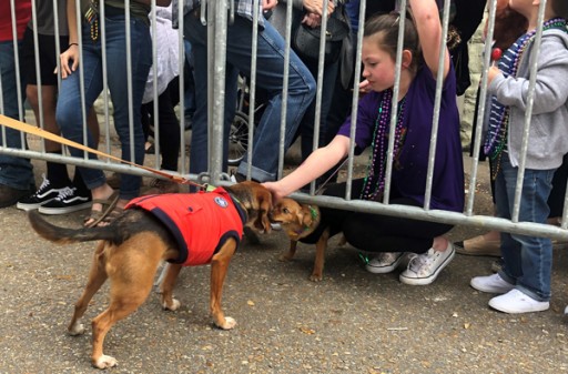 The 26th Annual Mardi Paws in Covington