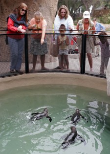 Santa Barbara Zoo Penguins