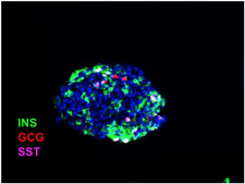 Synthetic Replacement Endocrine (SRE) Clusters