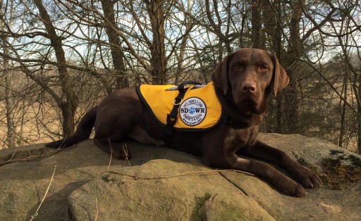 Service Dogs by Warren Retrievers Delivers Diabetic Alert Service Dog to Napa, CA