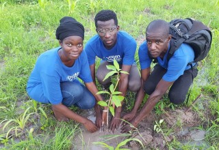 Planting trees