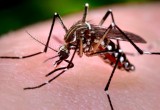 Mosquito-Borne Diseases