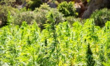 Outdoor Hemp Field