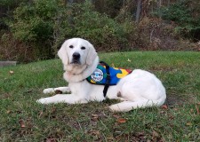 Winter, a Golden Retriever Autism Service Dog