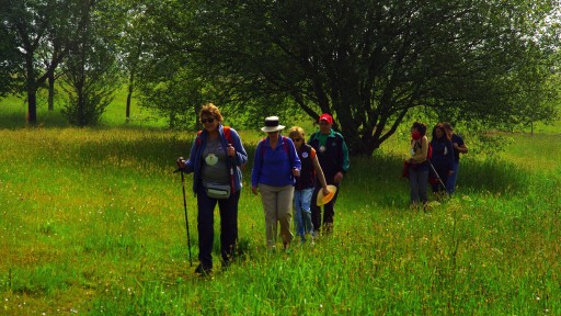 Raising Awareness Step by Step on the Camino