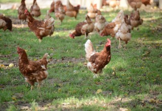 Pasture-Raised Chickens