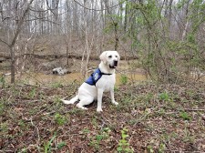 Beamer, a Diabetic Alert Service Dog, to assist 7-year-old in California